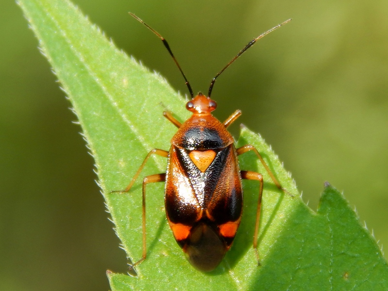 Serie di Miridae del Parco del Ticino